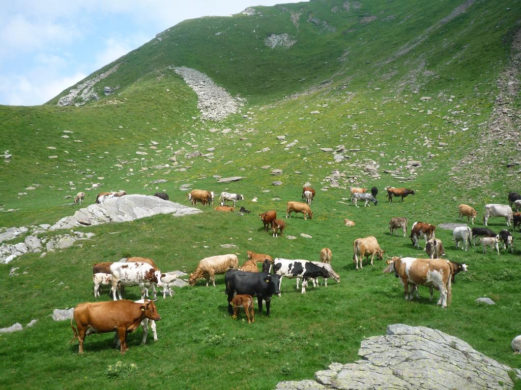B&B Alpe Veglia Varzo Luaran gambar