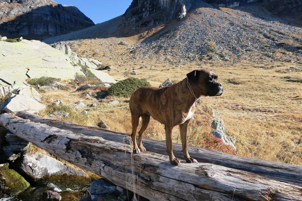B&B Alpe Veglia Varzo Luaran gambar